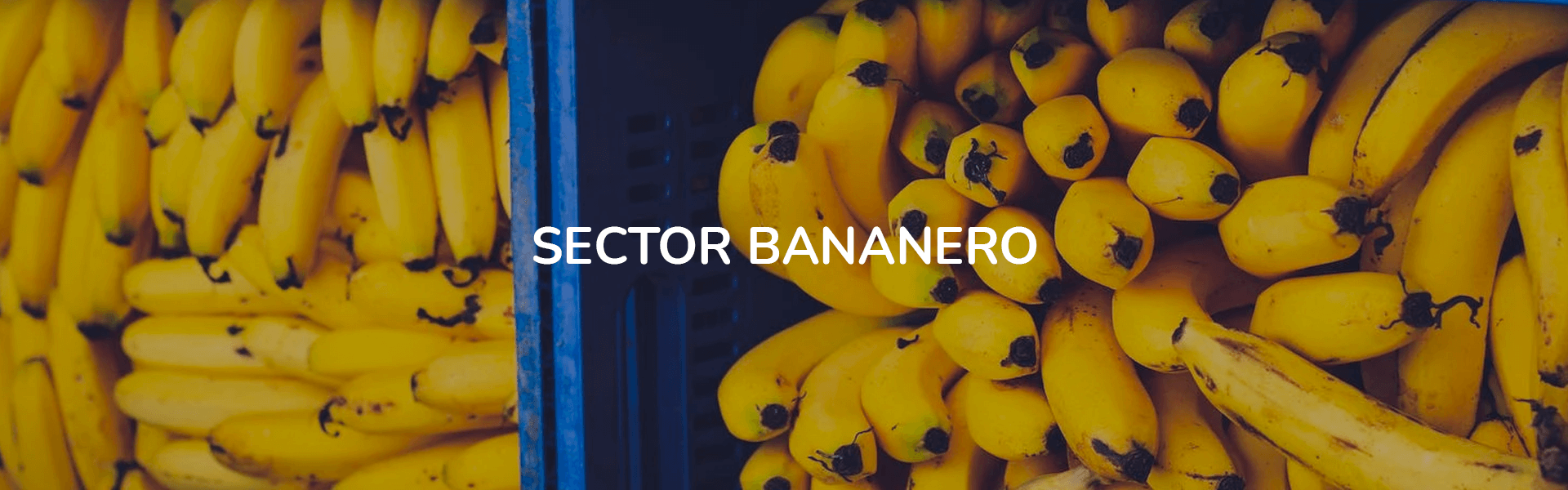 sec-bananero (1)